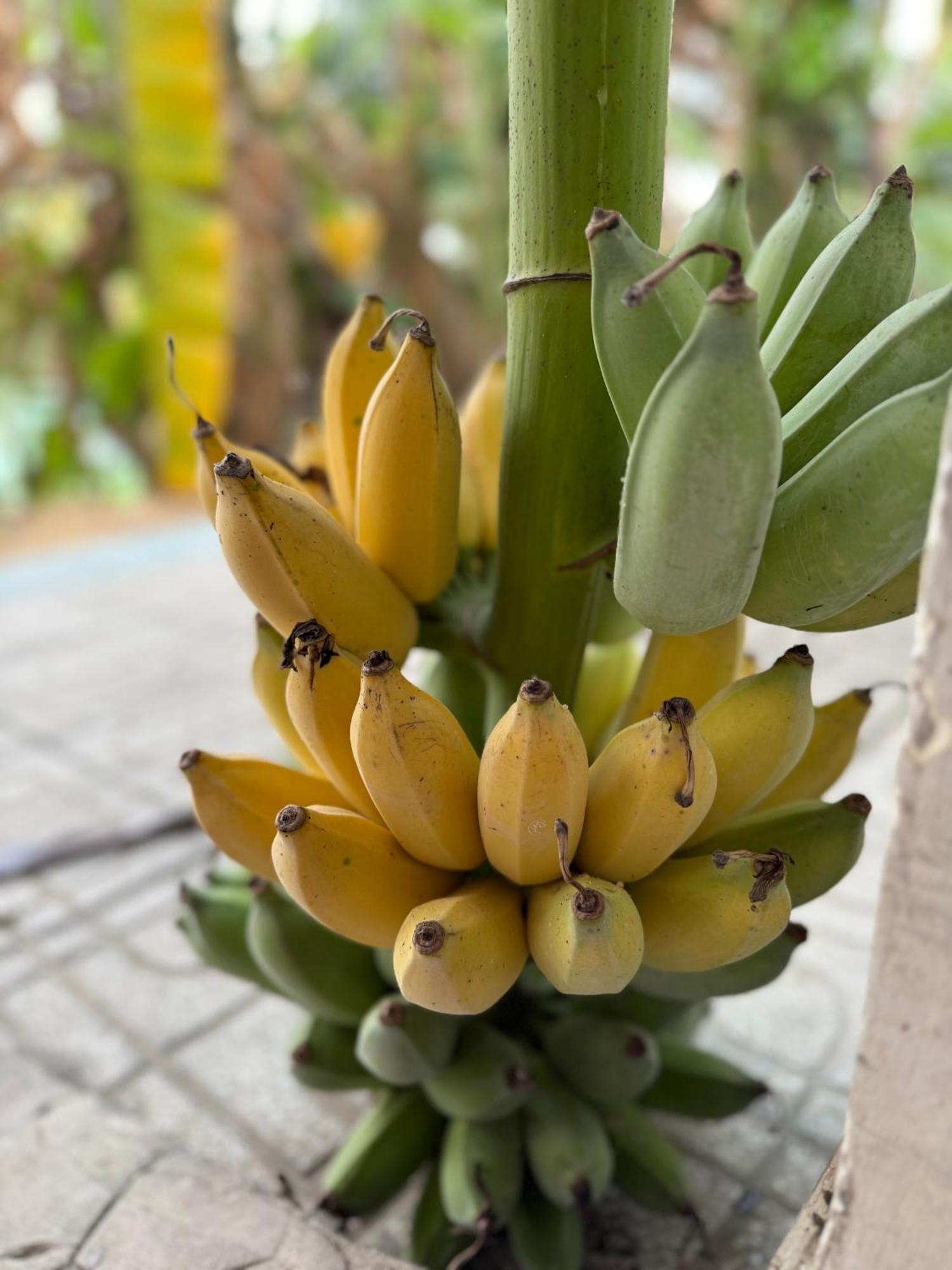 Huong Tram Homestay Ho Da Buitenkant foto